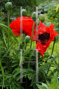 Picture of Papaver orientale 