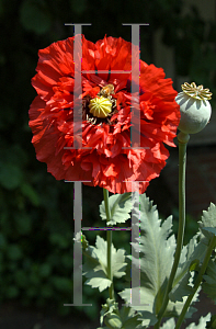 Picture of Papaver somniferum 