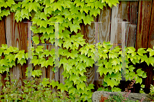 Picture of Parthenocissus tricuspidata 'Fenway Park'