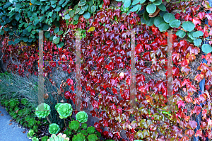 Picture of Parthenocissus tricuspidata 