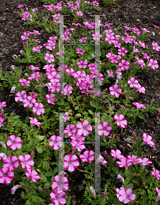 Picture of Petunia x hybrida 'Supertunia Raspberry Blast'