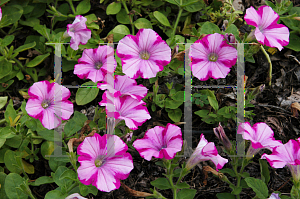 Picture of Petunia x hybrida 'Supertunia Raspberry Blast'