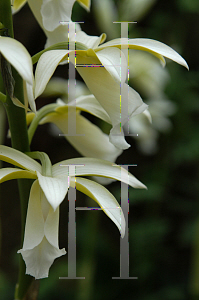 Picture of Phaius tankervilliae var. alba 