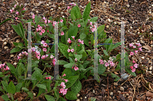 Picture of Pulmonaria saccharata 'Dora Bielefeld'