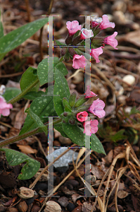 Picture of Pulmonaria saccharata 'Dora Bielefeld'