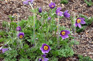 Picture of Pulsatilla vulgaris 