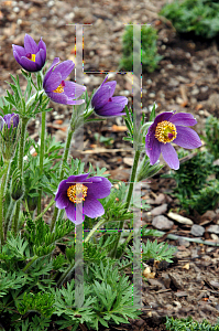 Picture of Pulsatilla vulgaris 