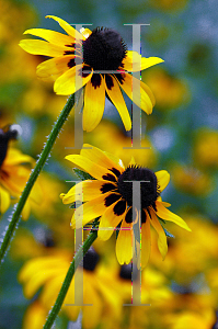 Picture of Rudbeckia hirta 