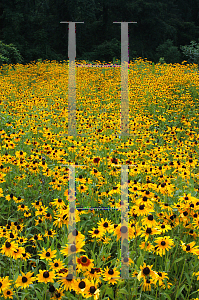 Picture of Rudbeckia hirta 