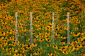 Picture of Rudbeckia hirta 