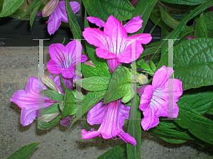 Picture of Ruellia macrantha 