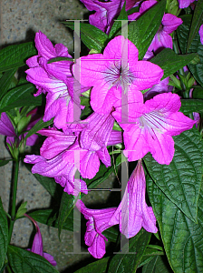 Picture of Ruellia macrantha 