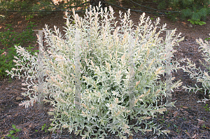 Picture of Salix integra 'Hakuro Nishiki'