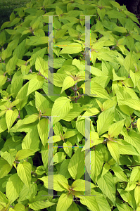 Picture of Salvia elegans 'Golden Delicious'