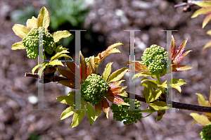 Picture of Sambucus racemosa 'Sutherland Gold'