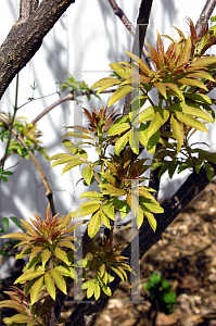 Picture of Sambucus racemosa 'Sutherland Gold'