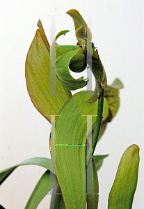 Picture of Sarracenia x catesbaei 