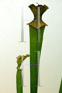 Picture of Sarracenia x catesbaei 