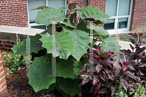 Picture of Solanum quitoense 