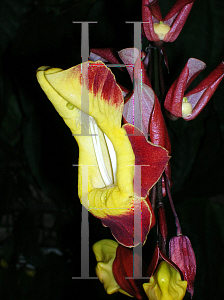 Picture of Thunbergia mysorensis 