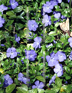 Picture of Vinca minor 