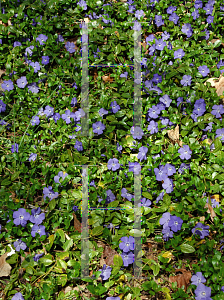 Picture of Vinca minor 