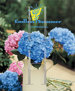 Picture of Hydrangea macrophylla 'Bailmer(Endless Summer®)'