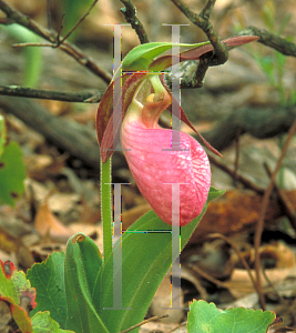 Picture of Cypripedium acaule 