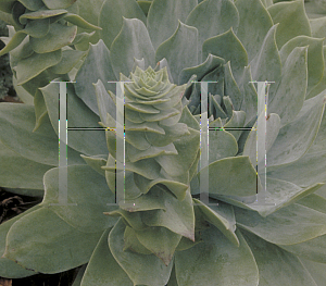 Picture of Dudleya albiflora 