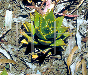Picture of Aloe nobilis 