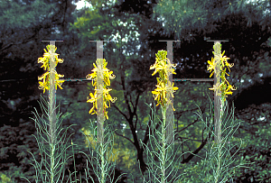 Picture of Asphodeline lutea 