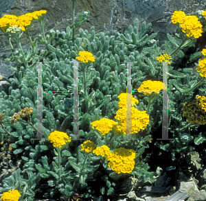 Picture of Achillea tomentosa 