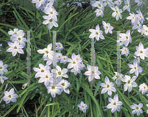 Picture of Ipheion uniflorum 