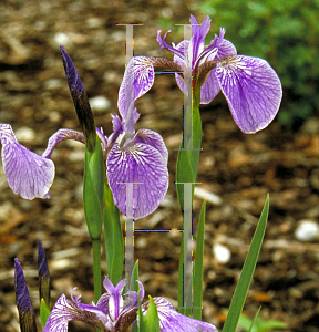 Picture of Iris setosa 