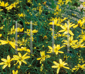 Picture of Coreopsis verticillata 'Moonbeam'