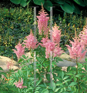 Picture of Astilbe x arendsii 