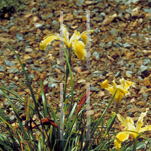 Picture of Iris innominata 