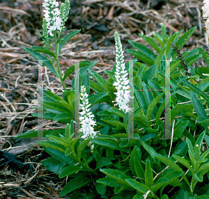 Picture of Veronica alpina 'Alba'