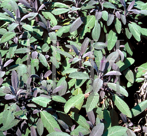 Picture of Salvia officinalis 'Purpurascens'