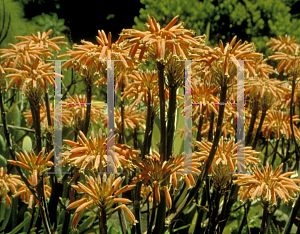 Picture of Aloe saponaria 