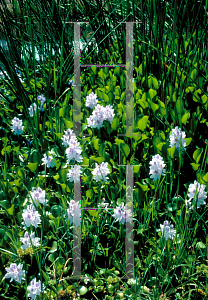 Picture of Eichhornia crassipes 