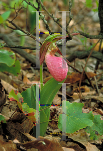 Picture of Cypripedium acaule 