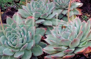 Picture of Echeveria var. colorata 