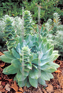 Picture of Dudleya albiflora 