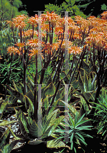 Picture of Aloe saponaria 