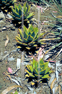 Picture of Aloe nobilis 