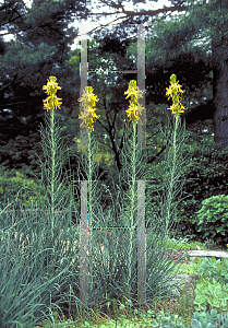 Picture of Asphodeline lutea 