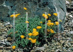 Picture of Achillea tomentosa 