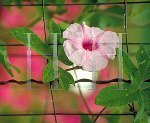 Picture of Ipomoea andersonii 