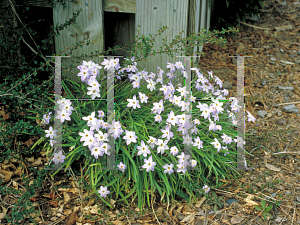 Picture of Ipheion uniflorum 